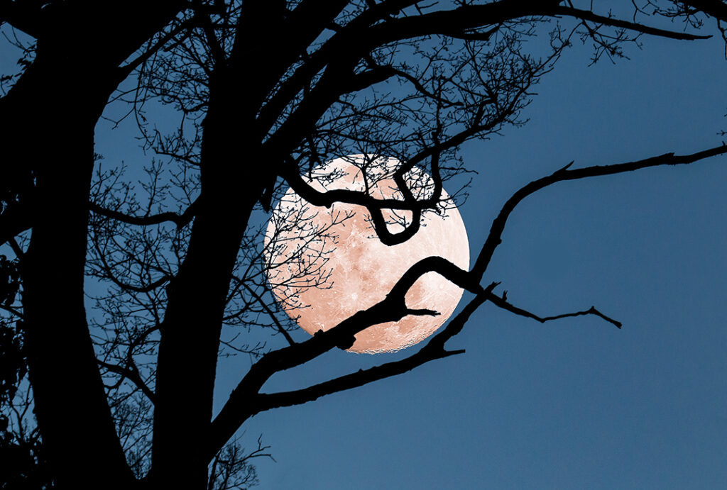 Super Moon behind Tree
