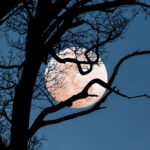 Super Moon behind Tree