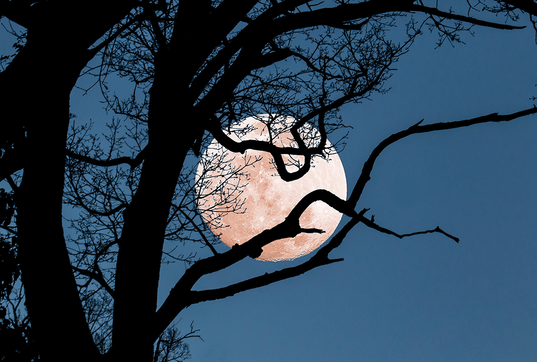 Super Moon behind Tree - Photograph of the super moon behind the silhouette of a tree, on a clear night. 