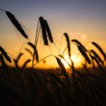 Sunset behind Grainfield