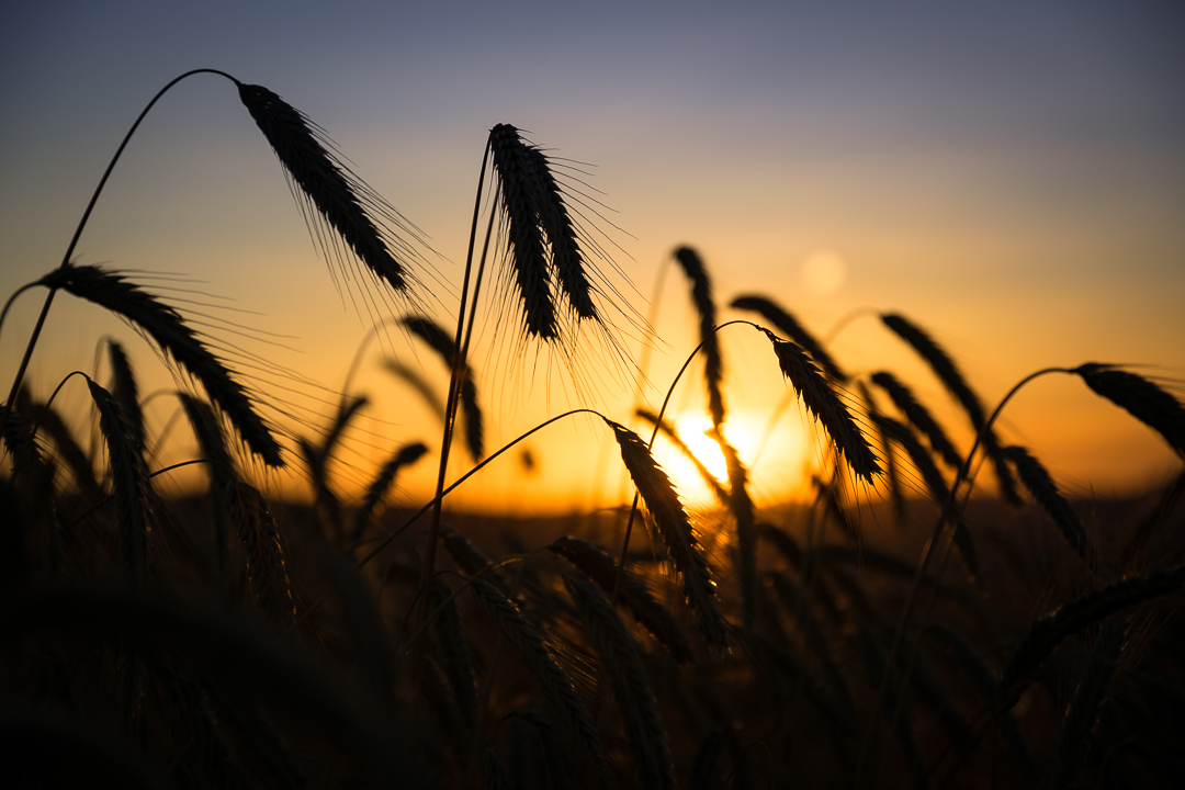 Sunset behind Grainfield - A classic theme, but a little different every time, and never getting old: A sunset behind a grainfield. 