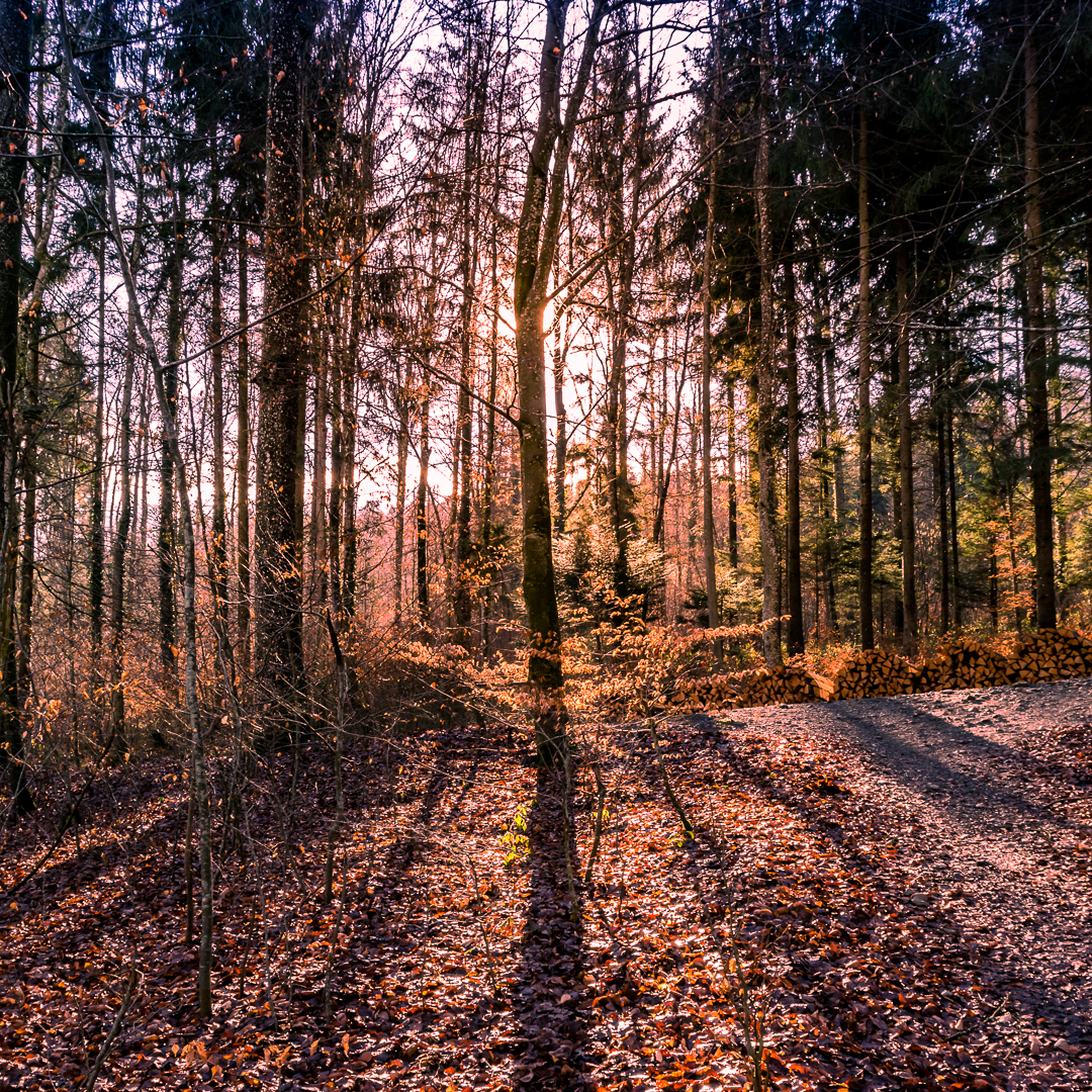 Autumn Forest - Shot taken in Switzerland, near the Hallwilersee, close to sunset, featuring an atmospheric atumn forest view. 