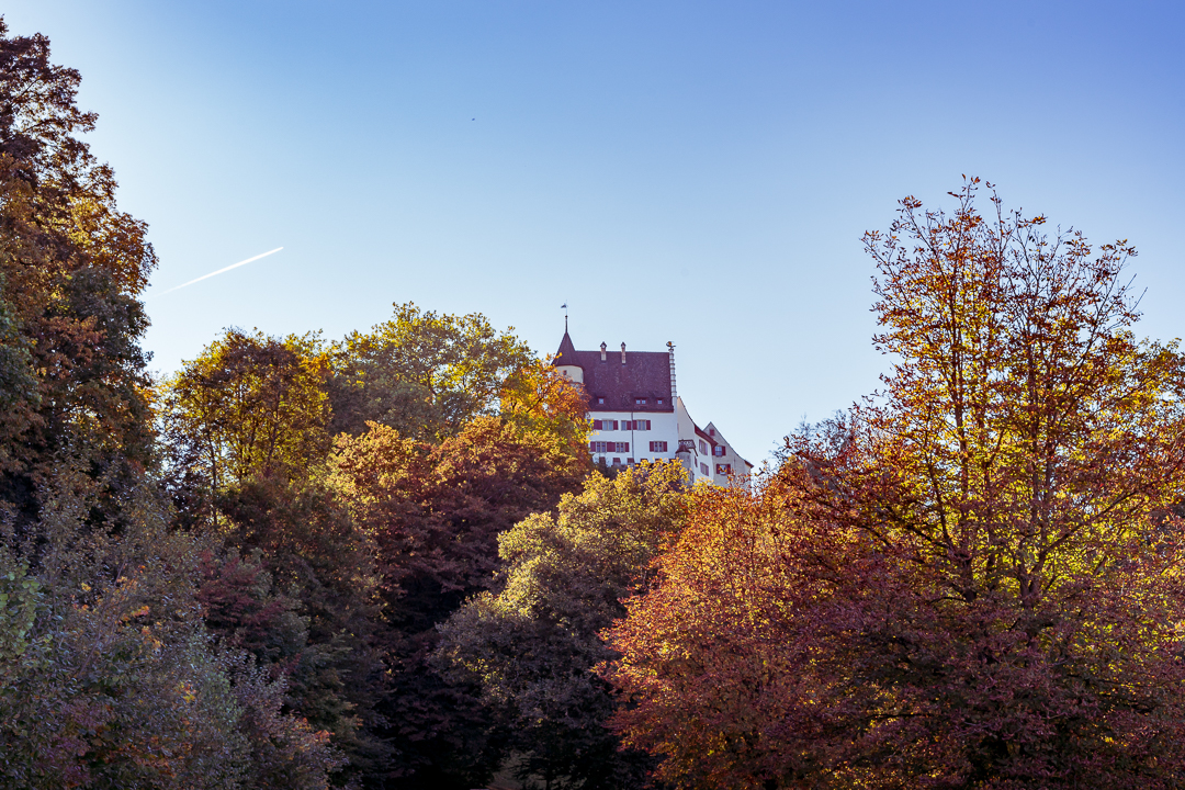 Schloss Lenzburg behind Autumn Forest - Afternoon impression of "Schloss Lenzburg behind Autumn Forest". Shot taken in October 2021. 
