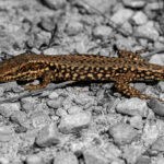 Lizard in the Sun