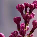 Lilac (Flieder)