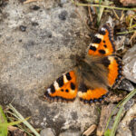 Small Tortoiseshell