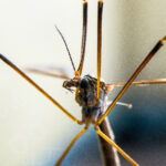 Crane Fly, "Daddy Long Legs"